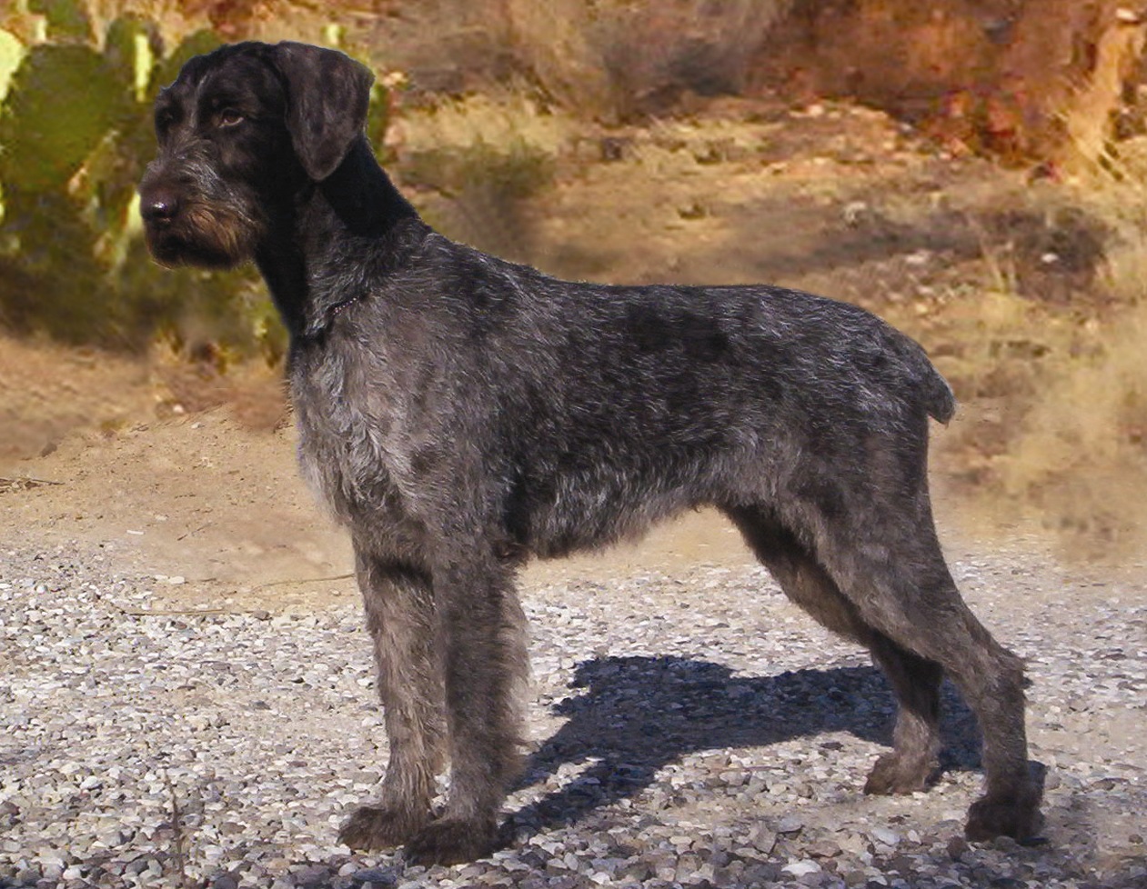 German Wirehaired Pointer All Big Dog Breeds