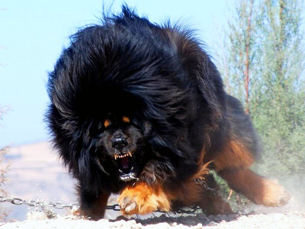 IMAGE(http://www.allbigdogbreeds.com/wp-content/gallery/tibetan-mastiff/Tibetan-Mastiff-8.jpg)